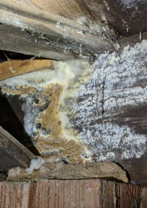 Fungi and Mold Remediation South Carolina